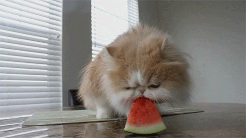 cateatingwatermelon.gif