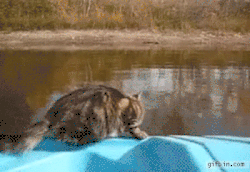 cat jumps water.gif