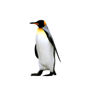נעשה ונלמד: איך פינגווינים מייעלים תהליכי למידה?